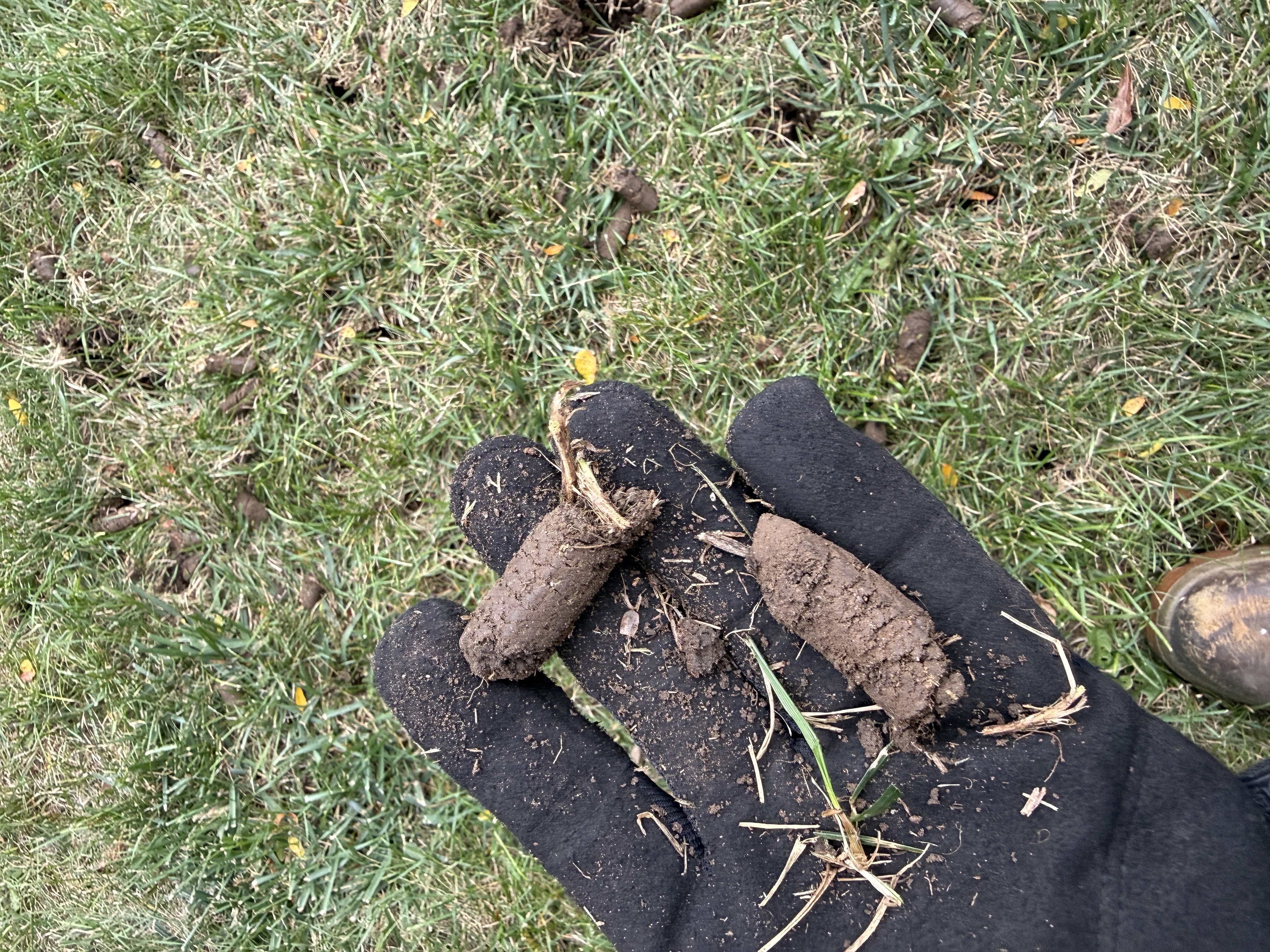 Freshly core aerated lawn